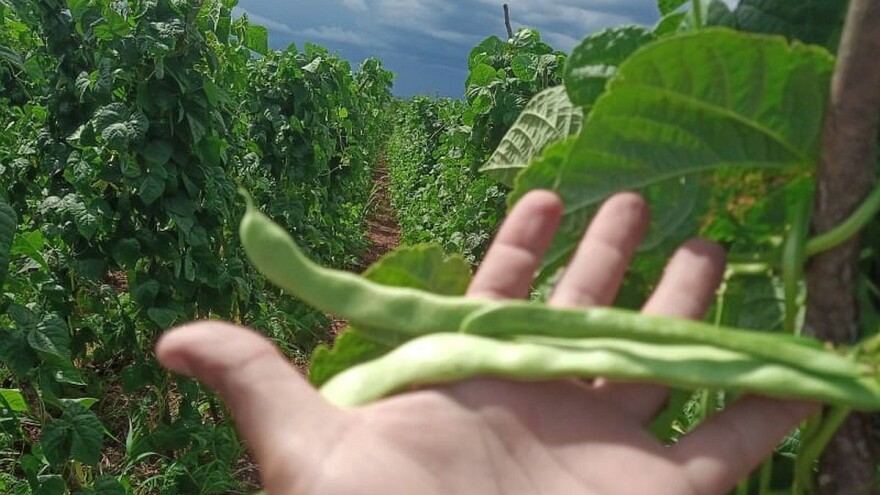 Od uzgoja mahuna, preko jagoda, do lubenice - važno je slušati zahtjeve potrošača