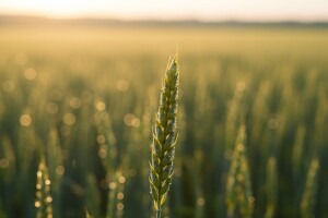 Priaxor® EC postavlja nove standarde u suzbijanju bolesti žitarica