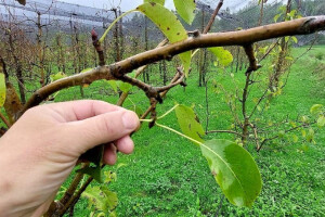 Nakon završene berbe, vrijeme je da prihranite voćke