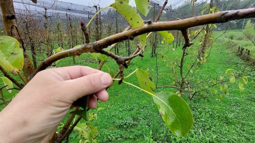 Nakon završene berbe, vrijeme je da prihranite voćke