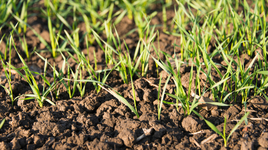 Vrijeme je za prvu prihranu, ali i zaštitu ozimih usjeva od bolesti i korova