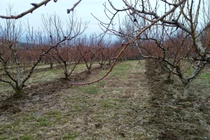 Vreme je da prvom dozom NPK đubriva prihranite voćke