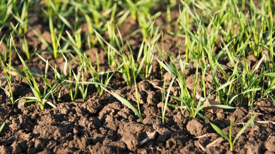 Ratari, nakon ovih zahlađenja prihranite strnine