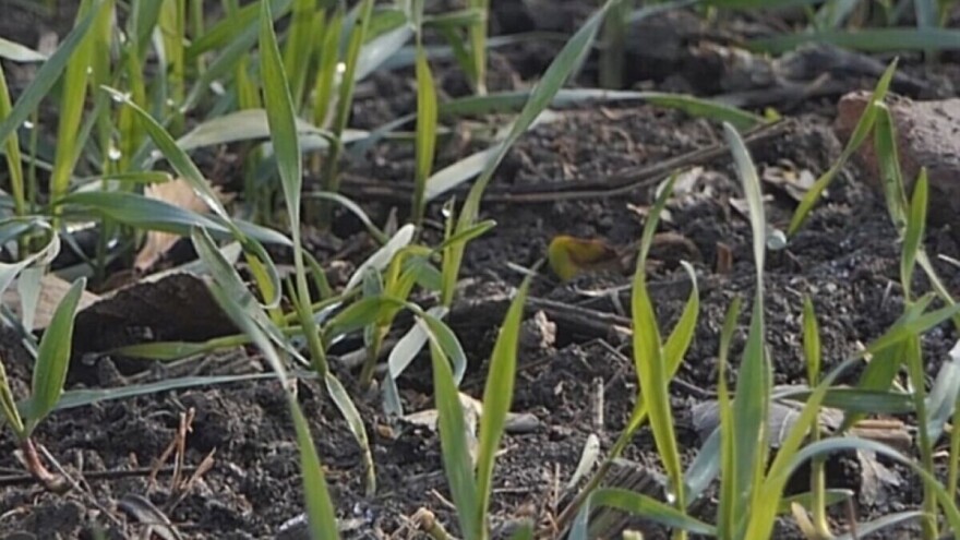 Vremenske prilike idealne su za prvo prihranjivanje strnina