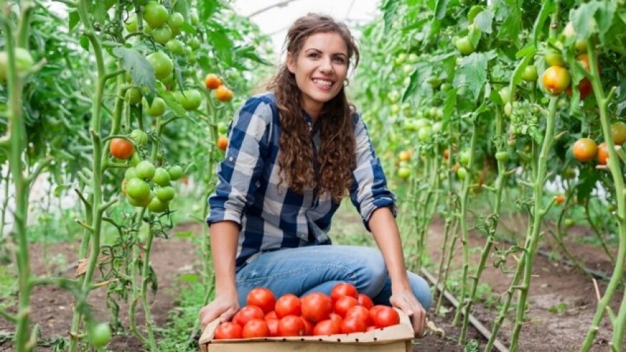 Gavez - gnojnica odlična za prihranjivanje