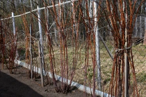 Prihrana maline u februaru: Koja gnojiva birati, kako dozirati?