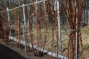 Prihrana maline u veljači: Koja gnojiva birati, kako dozirati?