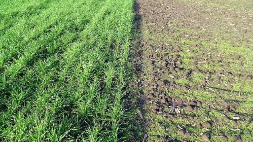 Oprez s prihranom iznikle pšenice i uljane repice!