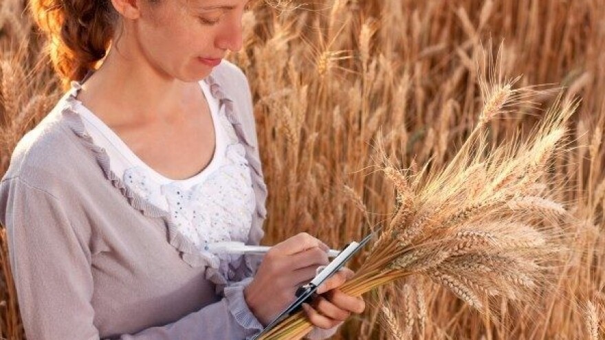 Prihrana ozime pšenice - kako, kada i čime?