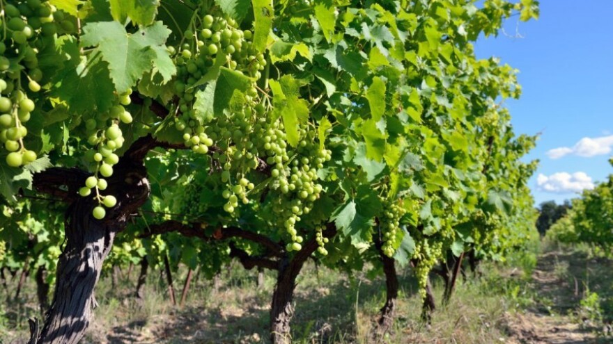 Lisnom prihranom loze do povećanja suhe tvari!