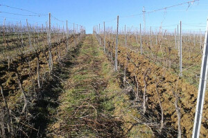 Proljetna prihrana vinograda putem tla i lista