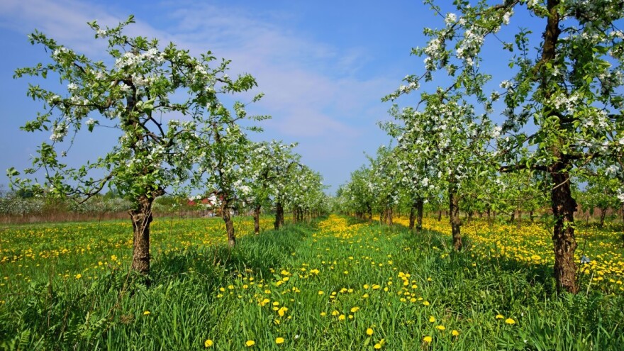 Za snažniji rast i viši prinos trajnih zasada ključna je dobra proljetna prihrana