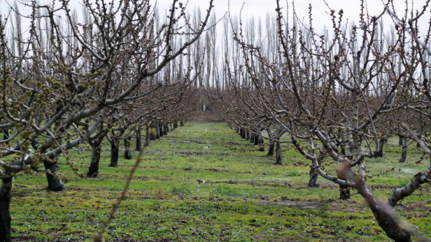 Kako voćke usvajaju minerale?