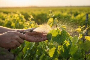 Prihranom vinograda do bogatog prinosa