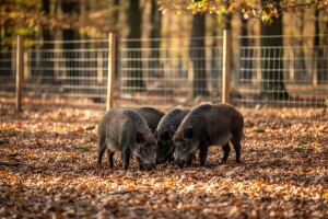 Prihvatilište za divlje svinje od 3 miliona dinara