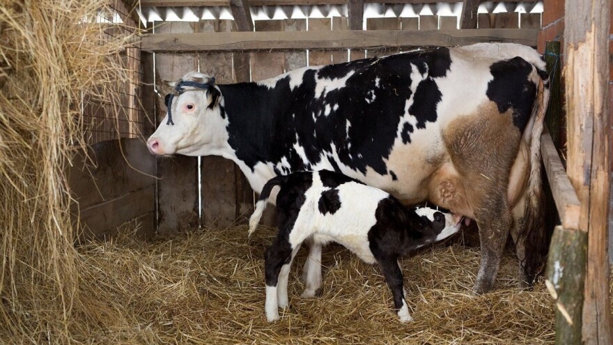 Potres spasio telića Bornu, život će provesti u utočištu