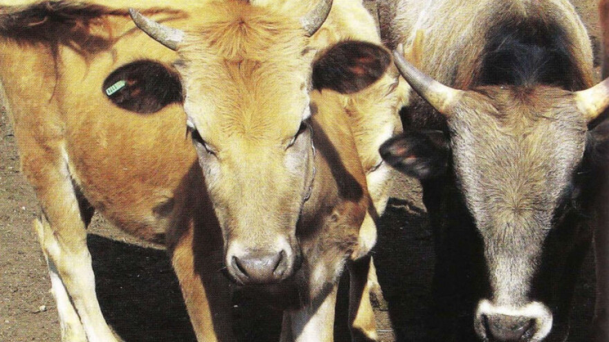 Uzgajate autohtone pasmine? Javite se!