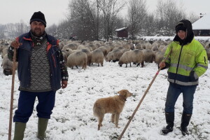 Goran Mačkić: Ovčar s Manjače mjesecima pod vedrim nebom sa 650 ovaca
