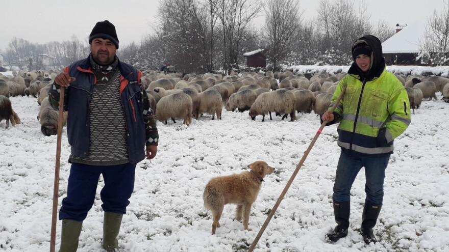 Goran Mačkić: Ovčar s Manjače mjesecima pod vedrim nebom sa 650 ovaca