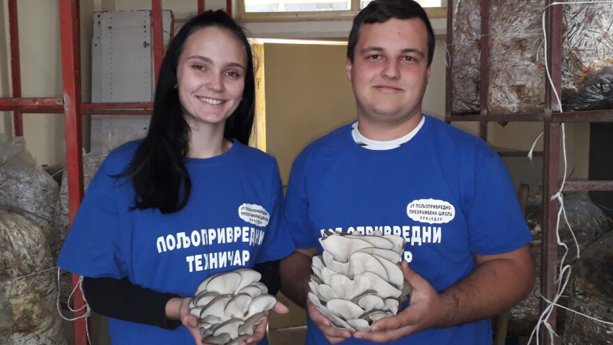 Školski gljivarnik: Učenici prijedorske Poljoprivredno-prehrambene škole u kabinetu, na organski način, uzgajaju gljive bukovače