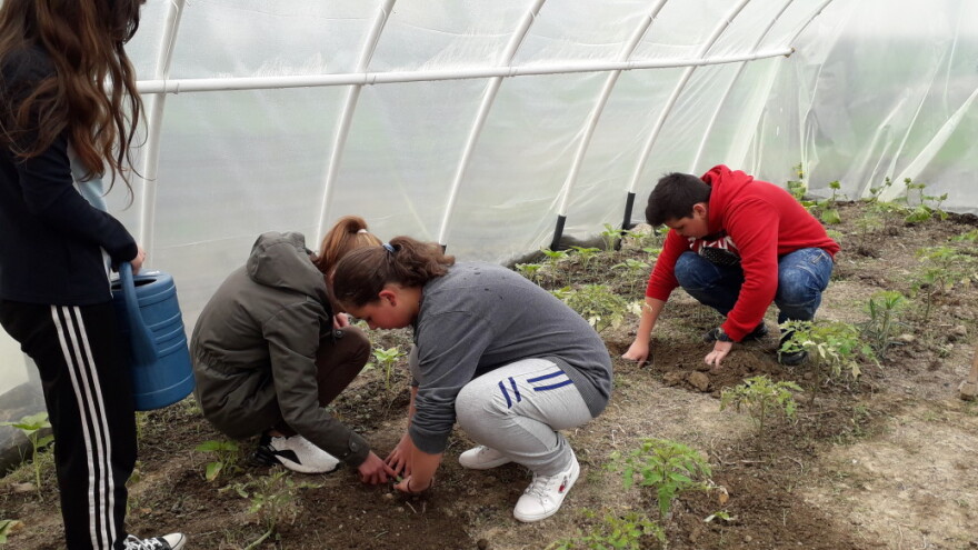 Dobili plastenike: Đaci oduševljeni uzgojem povrća i cvijeća
