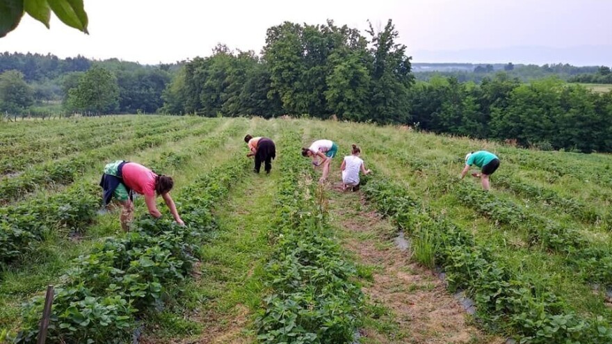 Prijedorčani, dođite i berite sami sebi jagode!