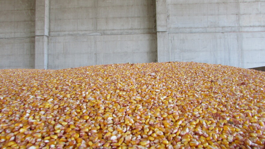 Cena kukuruza dostigla ovosezonski maksimum - 19,5 dinara