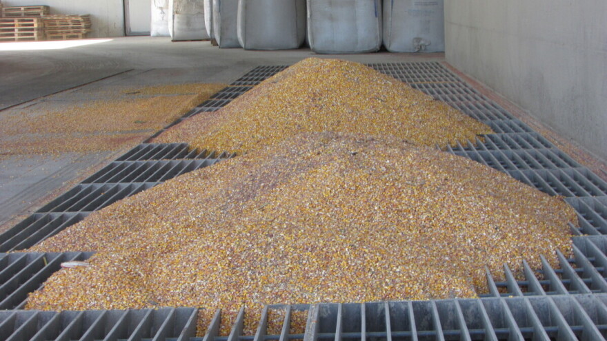 Kukuruz roda 2019. godine trgovan za 18,5 dinara - rast cene i ovogodišnjeg