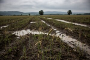 Prijeti nestašica pšenice!