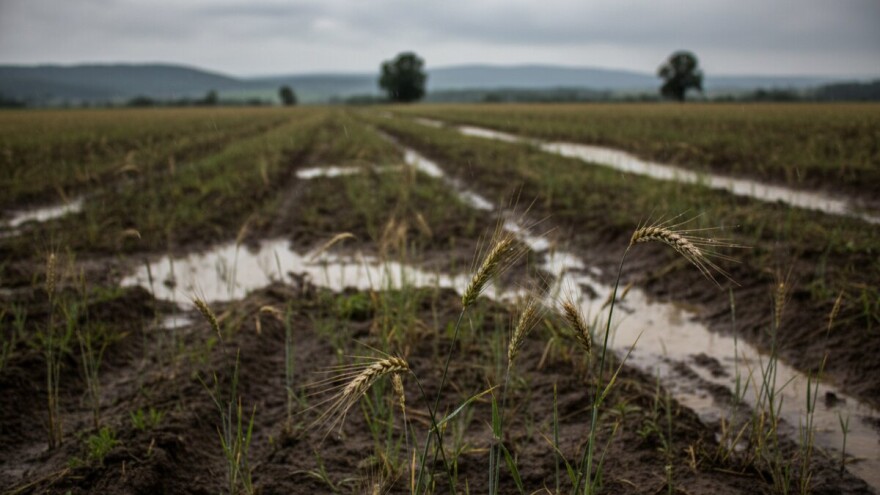 Prijeti nestašica pšenice!