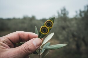 Prijetnja paunova oka