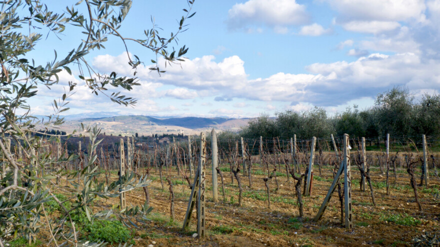 Prijetnja vinogradima i maslinicima: Novi alati za rano otkrivanje Xylelle prije pojave simptoma