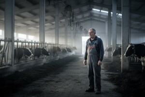 Prijevara No.3 - Izgradnja staja za mliječne krave uz pomoć države