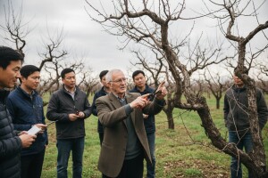 Prikaz rezidbe šljive