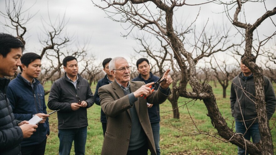 Prikaz rezidbe šljive