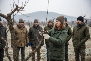 Prikaz rezidbe šljive na Kalniku