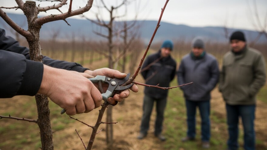 Prikaz rezidbe šljive u Sibinju