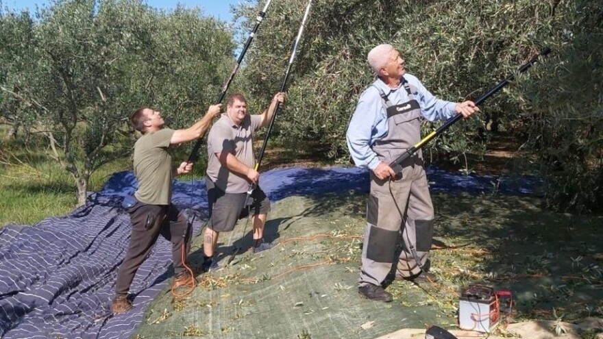 Sve im ide od ruke: Dok beru masline OPG-u Dušević stiže zlato za liker i vina!