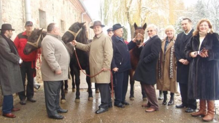 Primopredaja ždrebadi izvorne pasmine međimurski konj