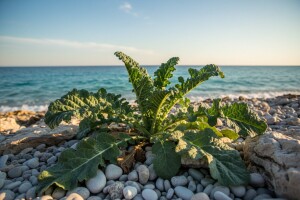 Primorski kelj - povrće za dugogodišnji uzgoj