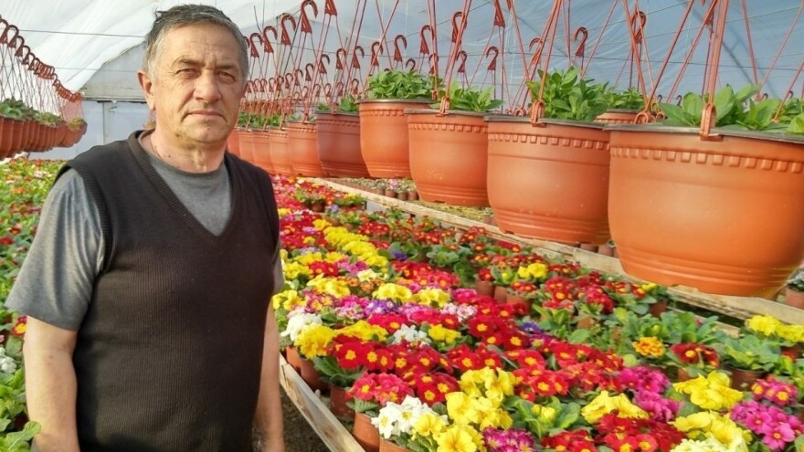 Poklon za osmi mart: Primula - buket u saksiji