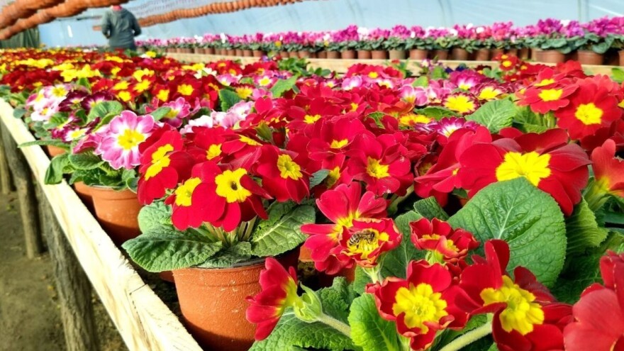 Može li rad s biljkama pomoći bivšim zatvorenicima?