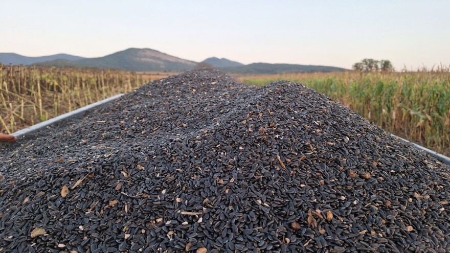 Kukuruz 16, soja 46,1, a suncokret 38 dinara za kilogram