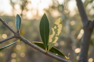 Prinos ovisi o elementu koji je u minimumu