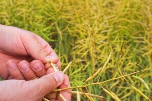 Bluestar, SY Cassidy, SY Florida, Tores i NK Petrol - Syngentina snaga hibrida za nove rekorde