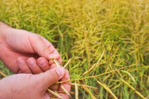 Prinosi uljane repice i do 5,5 t/ha!