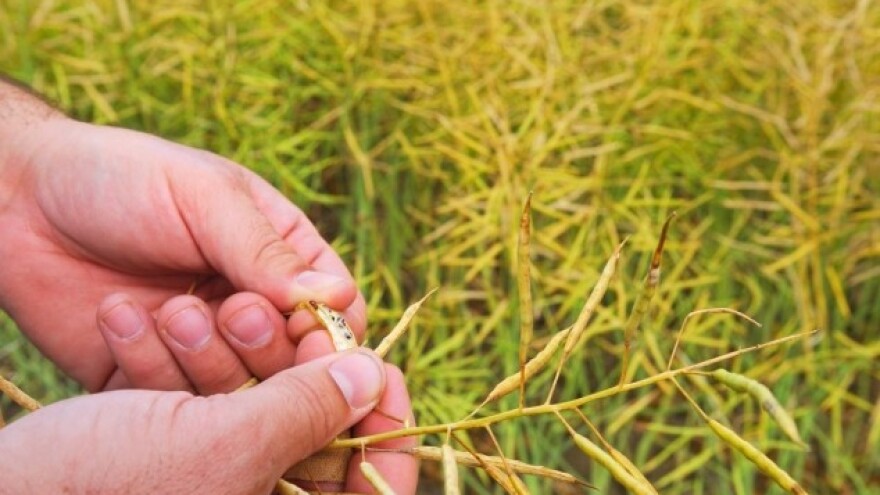 Prinosi uljane repice i do 5,5 t/ha!