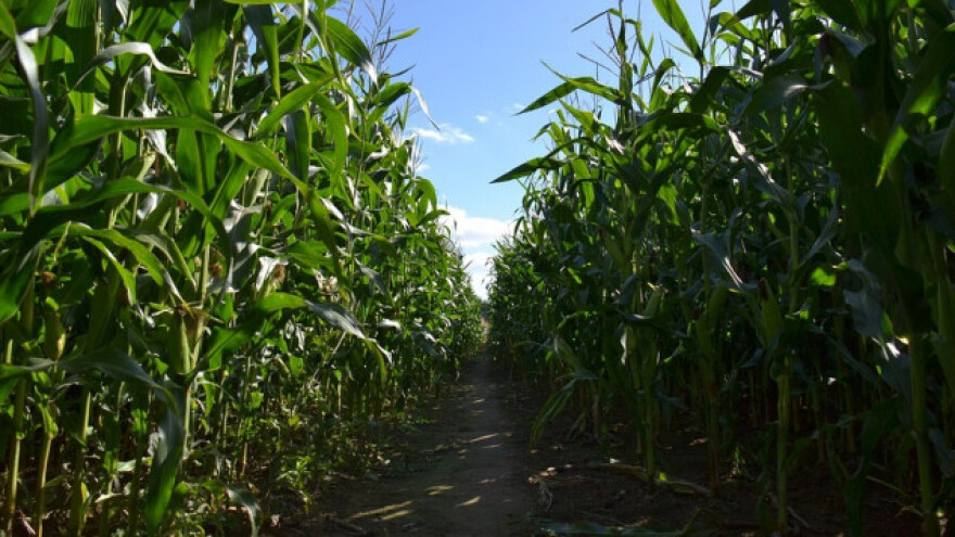 Kukuruz obećava rekordne prinose