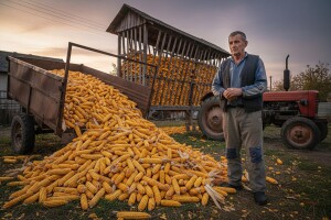 Prinosi kukuruza rekordni, radost mala