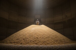 Prinosi kukuruza u EU zabrinjavaju, SAD ima zaliha